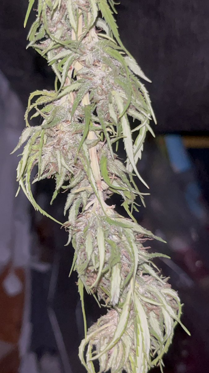 Itsphebeats's tweet photo. My 4ft Bubba Kush plant ๐ชด has maybe a day or two left to hang dry (itโs hot af where I live so it wonโt make the usual 5-7 days). Then Iโll trim the remaining dead leaves & put the buds in mason jars ๐ซ to cure for 2 weeks. Looks promising! ๐จ๐พโ๐พ๐ฎโ๐จ๐จ #itsPhe #growyourown #cannabis https://t.co/ptWcahCDpw