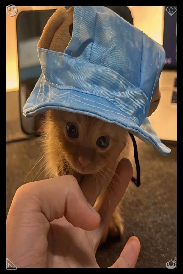 yama6960's tweet photo. 🥫Cocoa with honey, coconut sugar and vanillaEthan pulled a treat from the jar and held it out to Oliver, who sniffed it once before gobbling it up, then rubbed his head against Ethan’s hand again, asking for more. Lila, still perched on the cat tree, watched them intently, her https://t.co/LBWzDYoOlB