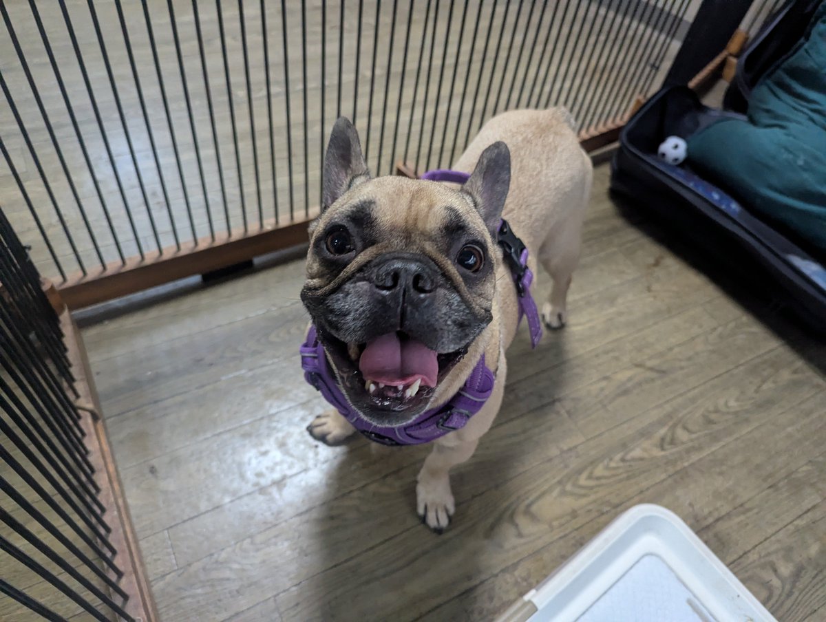 doghousedaddy08's tweet photo. フレブルブルーノくんがチェックインしました。
初めてのご利用なのでサークルで様子を見ています。
後追いをすることもなく出したお水を飲んだらサークルで落ち着いているのでそのままサークルにいてもらっています。
明日はデッキに出れたら良いね。
#老犬ホーム
#軽井沢ペットホテル
#フレブル https://t.co/2uWOjeL4rz