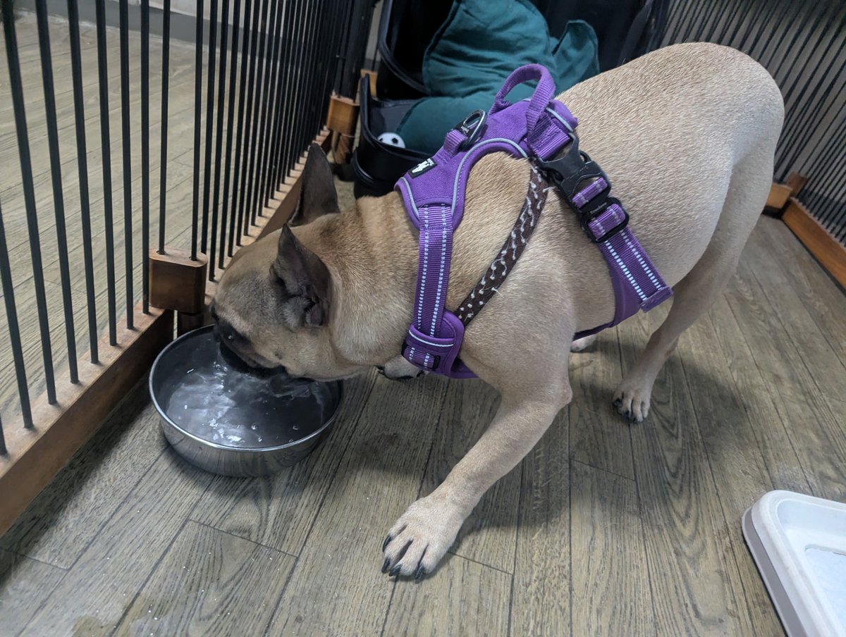 doghousedaddy08's tweet photo. フレブルブルーノくんがチェックインしました。
初めてのご利用なのでサークルで様子を見ています。
後追いをすることもなく出したお水を飲んだらサークルで落ち着いているのでそのままサークルにいてもらっています。
明日はデッキに出れたら良いね。
#老犬ホーム
#軽井沢ペットホテル
#フレブル https://t.co/2uWOjeL4rz