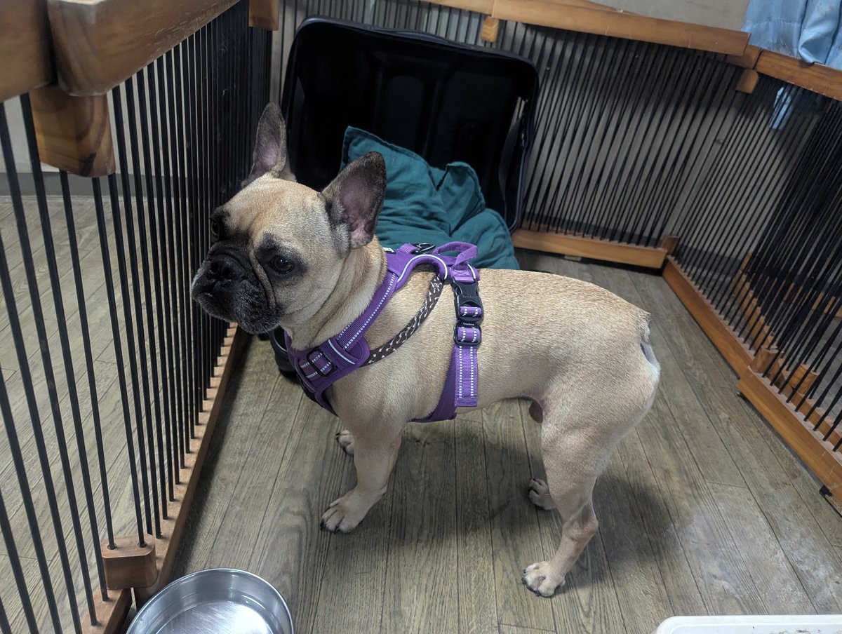 doghousedaddy08's tweet photo. フレブルブルーノくんがチェックインしました。
初めてのご利用なのでサークルで様子を見ています。
後追いをすることもなく出したお水を飲んだらサークルで落ち着いているのでそのままサークルにいてもらっています。
明日はデッキに出れたら良いね。
#老犬ホーム
#軽井沢ペットホテル
#フレブル https://t.co/2uWOjeL4rz