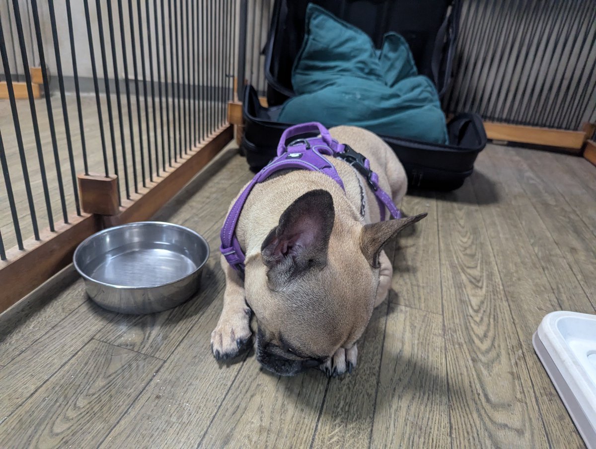 doghousedaddy08's tweet photo. フレブルブルーノくんがチェックインしました。
初めてのご利用なのでサークルで様子を見ています。
後追いをすることもなく出したお水を飲んだらサークルで落ち着いているのでそのままサークルにいてもらっています。
明日はデッキに出れたら良いね。
#老犬ホーム
#軽井沢ペットホテル
#フレブル https://t.co/2uWOjeL4rz