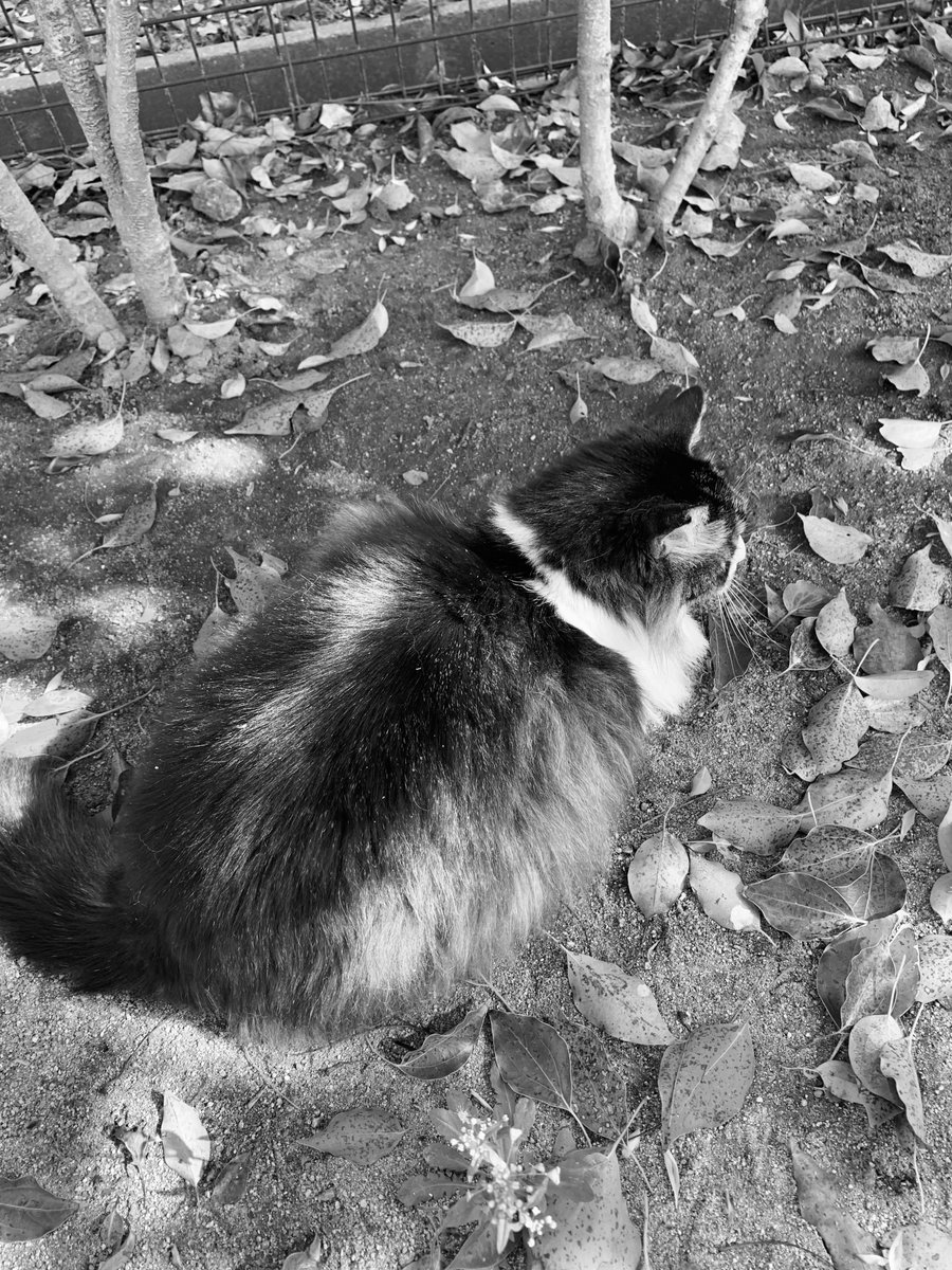 PhotoShinya's tweet photo. 日没

#モノクローム #猫写真 #詩 https://t.co/2nigl0hlpz