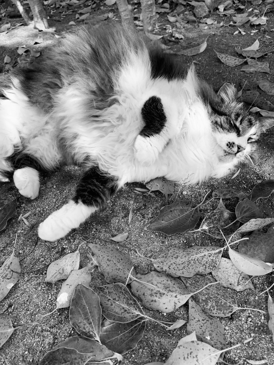 PhotoShinya's tweet photo. 日没

#モノクローム #猫写真 #詩 https://t.co/2nigl0hlpz