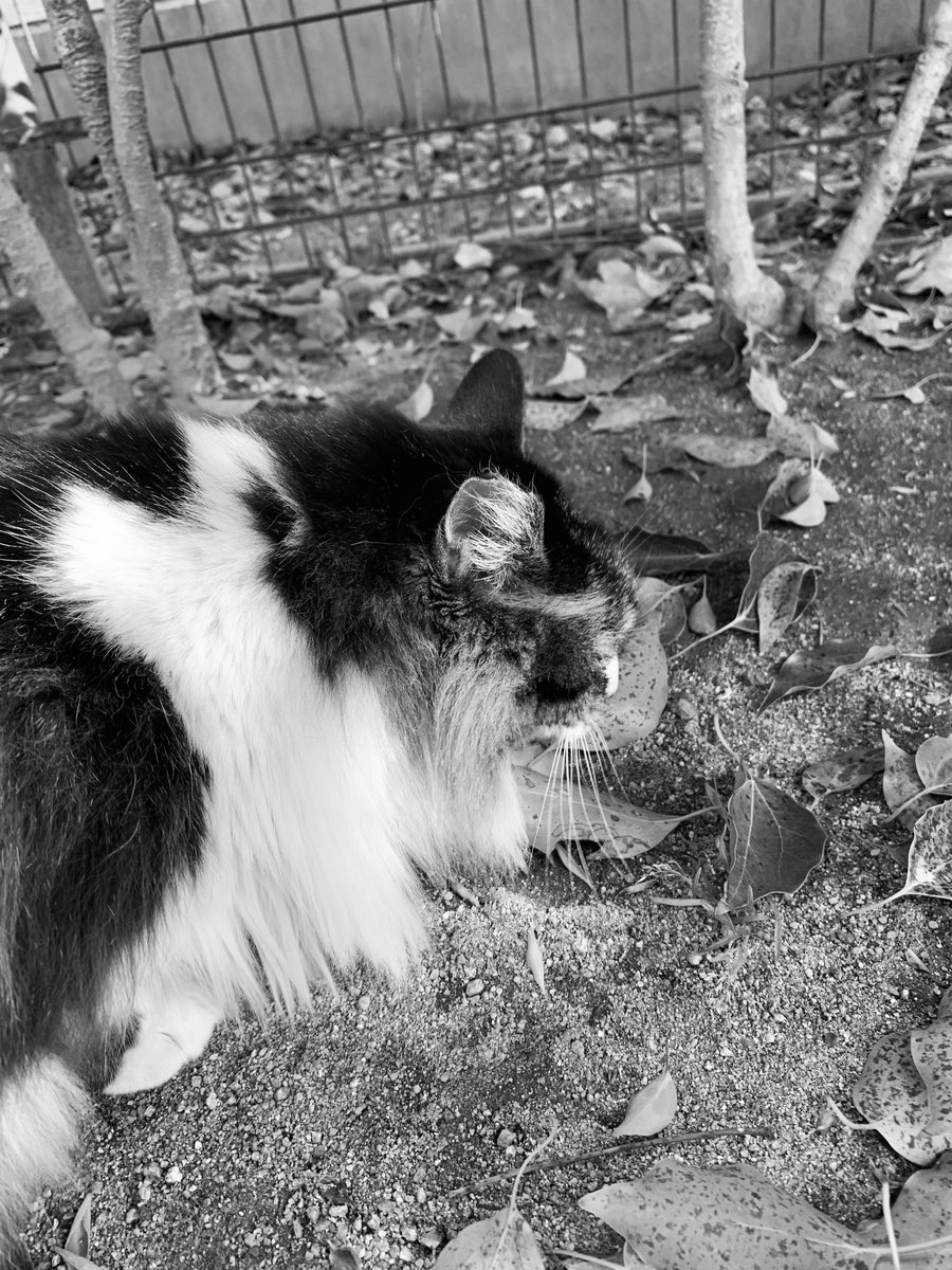 PhotoShinya's tweet photo. 日没

#モノクローム #猫写真 #詩 https://t.co/2nigl0hlpz