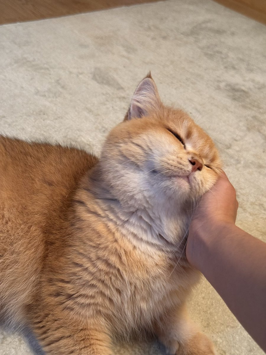nocontextscats's tweet photo. Good boi https://t.co/wEiwHLXlnC