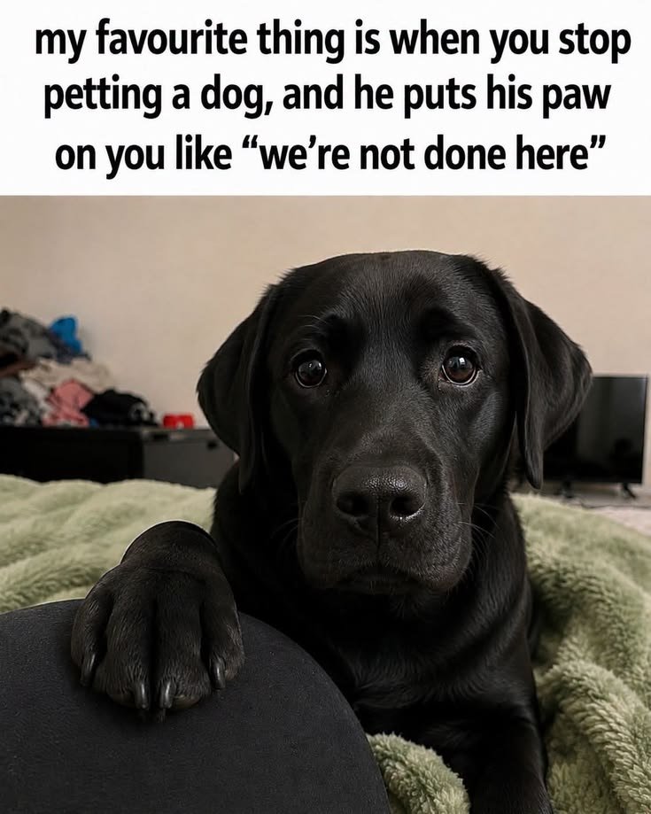 Popularpuppies3's tweet photo. https://t.co/Qsig6dstp6