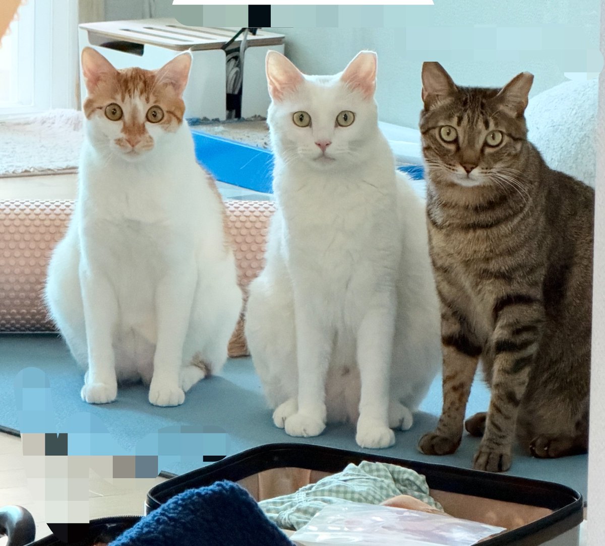 sangS2ang's tweet photo. 밥달라군단 https://t.co/y68XYyRRwa