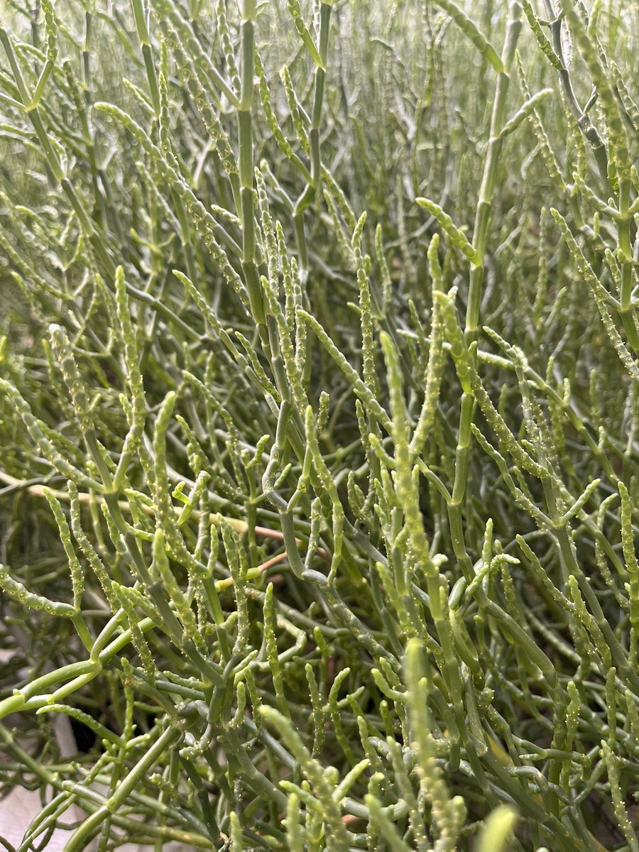 InnovacionIFAPA's tweet photo. Dos salicornias de la misma especie pueden crecer de forma distinta. Medir biomasa, forma y tolerancia a la salinidad permite elegir las más adecuadas para cultivo. ¿Priorizarías producción, calidad o resistencia? #FEMPA #Genética https://t.co/Ap9Yz0WslE