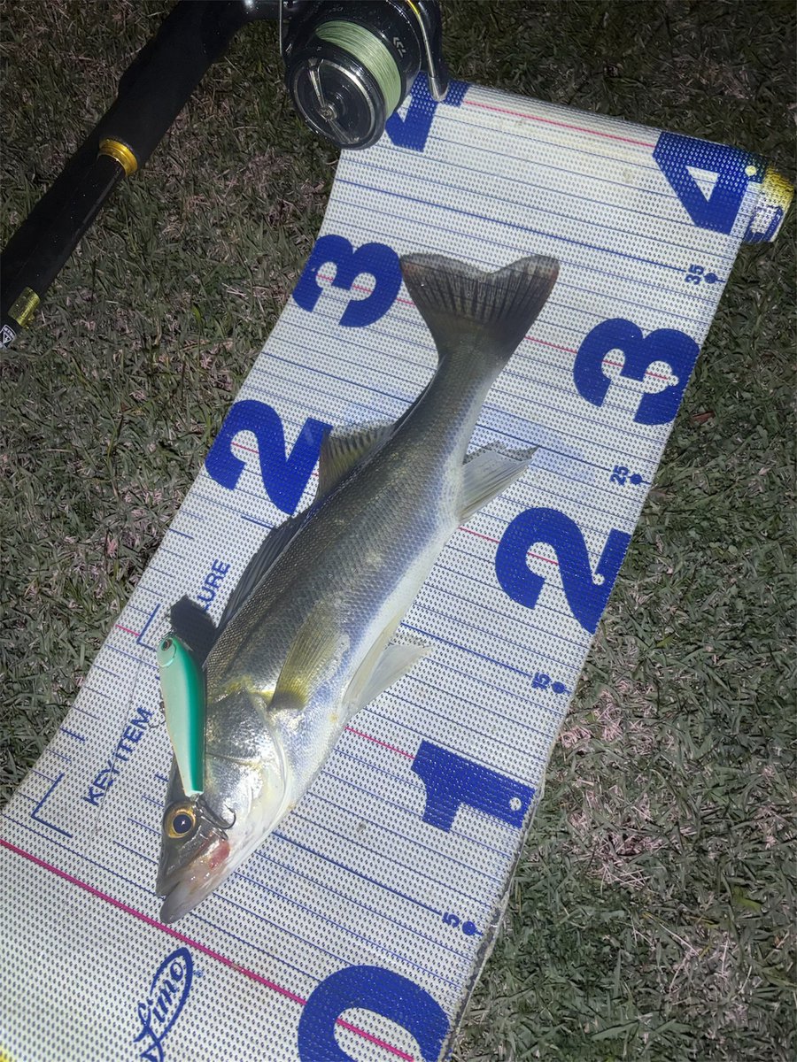 daiP_A_LUNKER's tweet photo. 果敢にバイト✨

#SEABASS
#シーバス
#Pickup
#ワスプスラローム68S
#オヌマン
#PURSUINGALUNKER. https://t.co/2tgVTN9qCV
