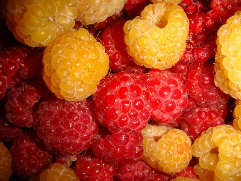 ArbDozOff's tweet photo. @SoahcMewgenics @createacclater I think Soahc looks like a raspberry!! https://t.co/YAsWxVVtJG