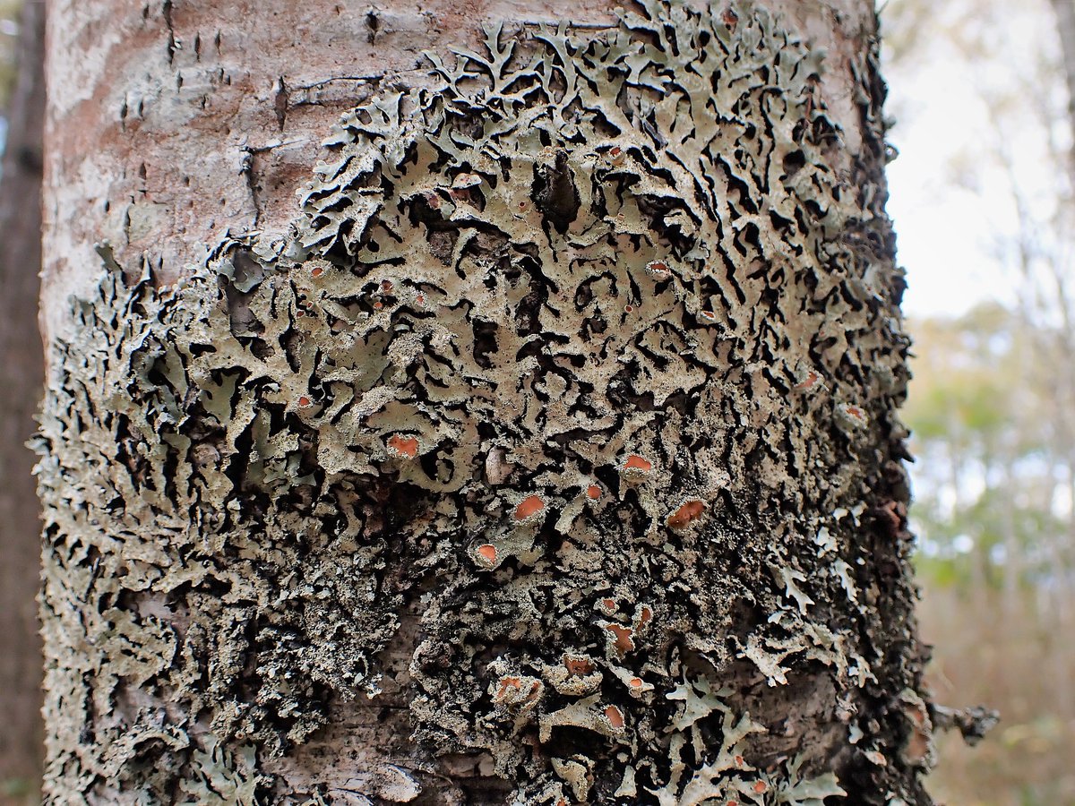 MossTrails's tweet photo. Morning lichen☕️🌿 https://t.co/IP6wiy2jWT
