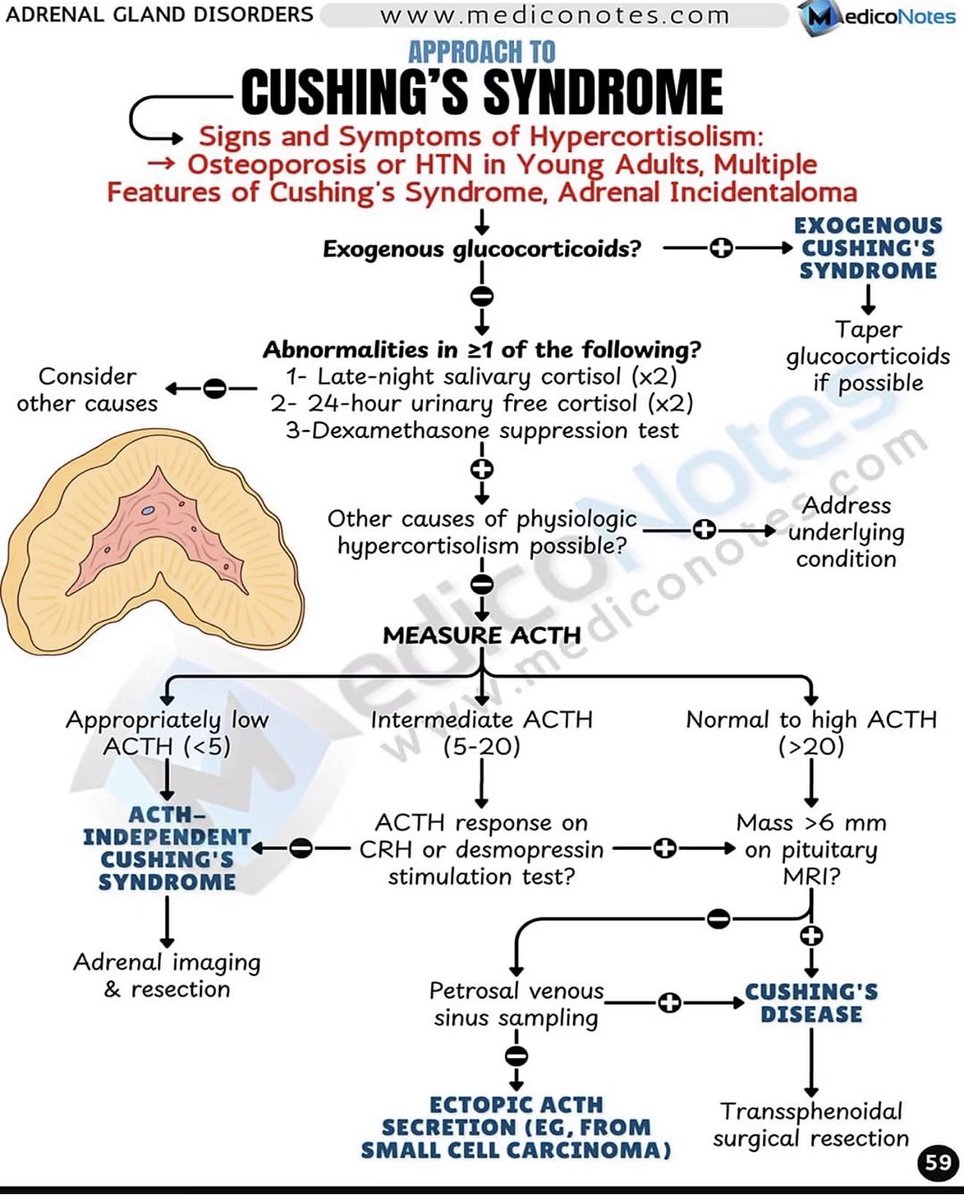 MedicoNotes's tweet photo. Visit our website for medical notes: https://t.co/T7sIXlE7x6 https://t.co/TKB8BHkOn0