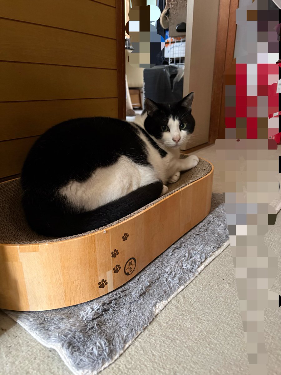 Za3K44's tweet photo. 9月は🐱ピグレット🎂誕生月🐣🎉
楕円形のバリバリボールをプレゼント🎁
ビニールハウスが気になるけど、
ビクビクなピーちゃんに以前から使ってる丸いバリバリボール置いてみた。 https://t.co/umtvM7Wx7m