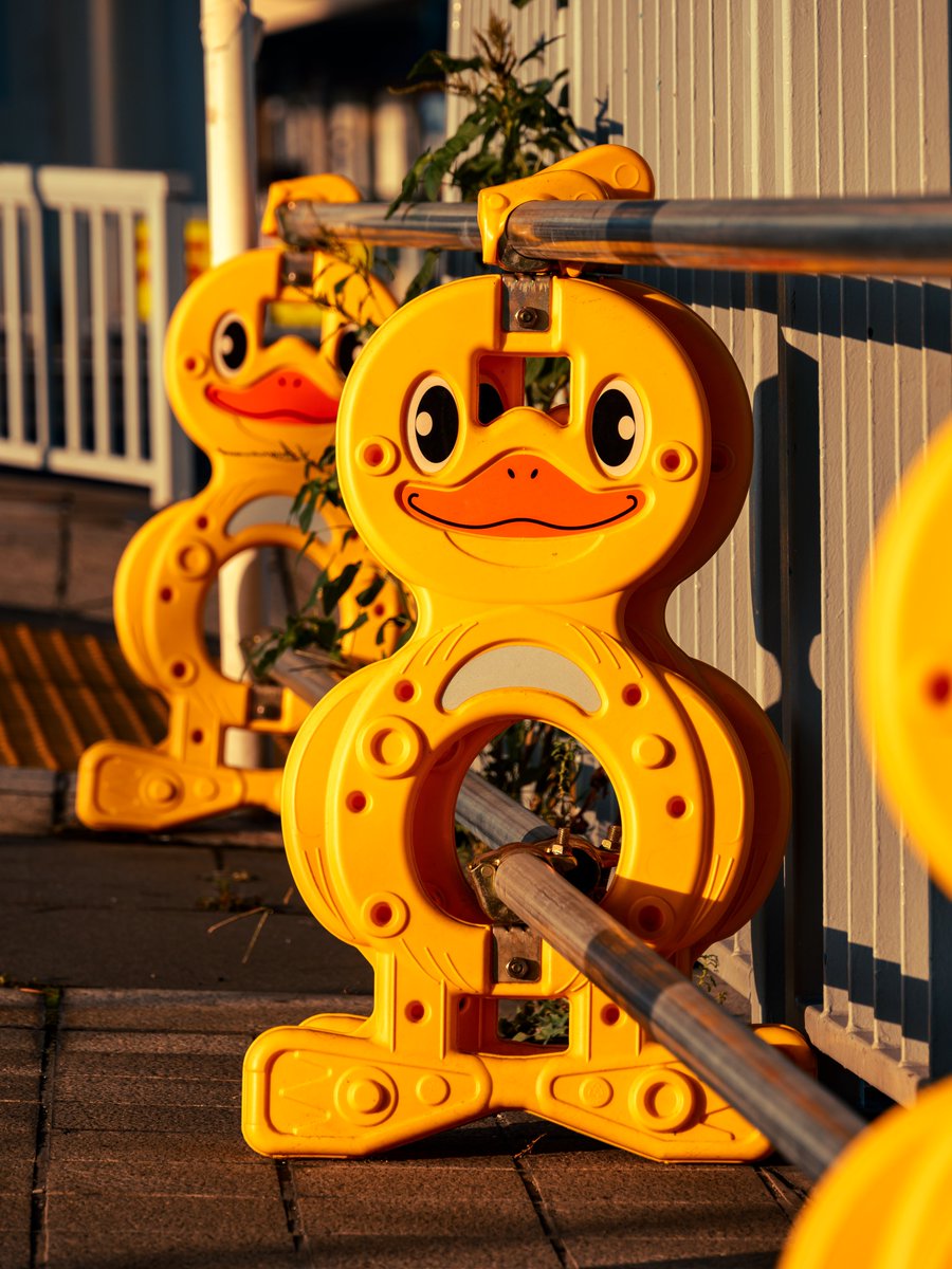 TUg74anIbYyk8H7's tweet photo. アヒルちゃん

#写真好きな人と繋がりたい
#カメラ好きな人と繋がりたい https://t.co/iPDtJ4kspj