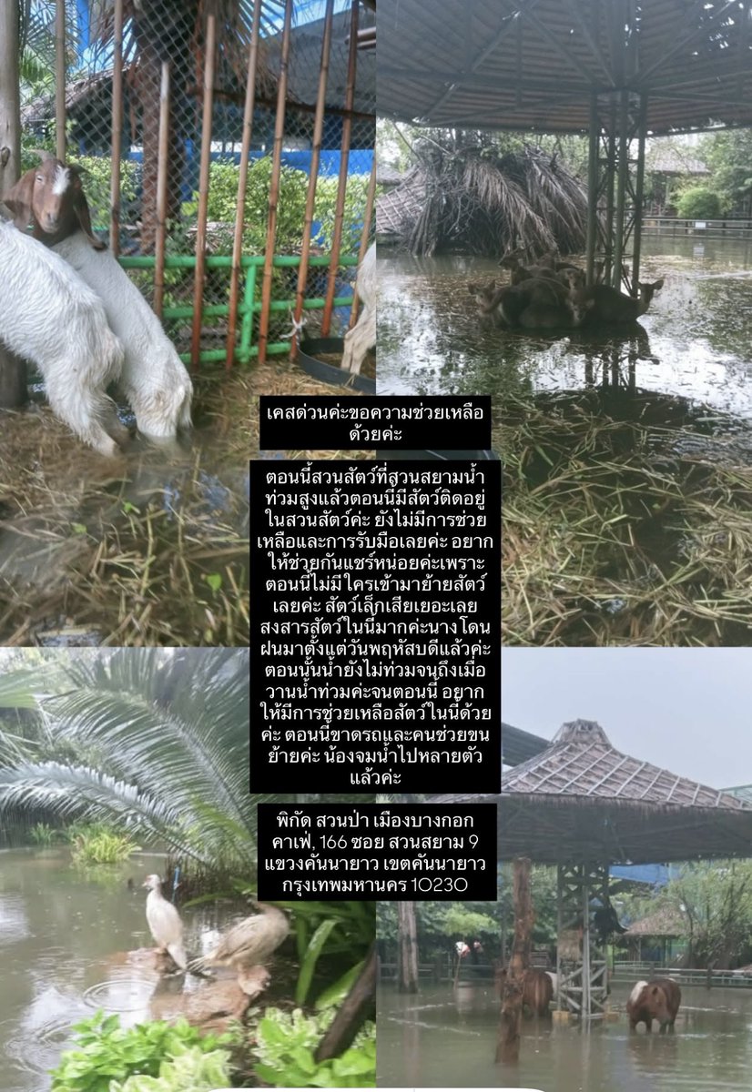 gracephapada's tweet photo. ฝากแชร์หน่อยค่ะ ตอนนี้สวนสัตว์ที่สวนสยามน้ำท่วมสูงมาก มีสัตว์ติดอยู่ในสวนสัตว์ค่ะ ยังไม่ได้รับการช่วยเหลือใดๆ มีสัตว์เล็กเสียไปเยอะมาก ขอความร่วมมือหน่วยงานรัฐ/เอกชน ฝากไปช่วยน้องๆหน่อยนะคะ🙏😭

พิกัด: สวนป่า เมืองบางกอก คาเฟ่ 166 ซ.สวนสยาม 9 เขตคันนายาว กทม 10230 https://t.co/UoPB6eLHDk