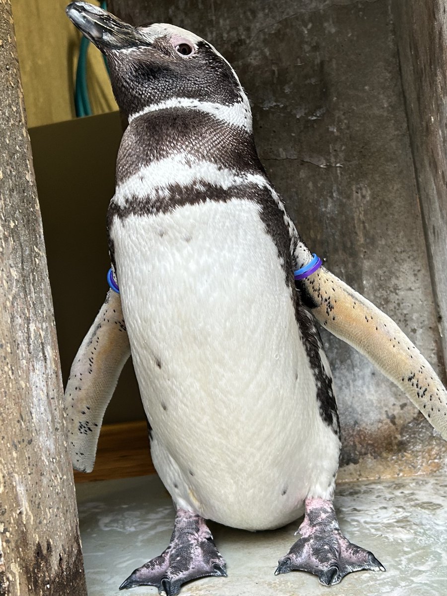 NagasakiPengin's tweet photo. 両手を広げてpart 8マゼランペンギン👐
#長崎ペンギン水族館 #penguin #aquarium
#長崎 #長崎観光 #水族館 #ペンギン #マゼランペンギン https://t.co/o9JcH7GGMN