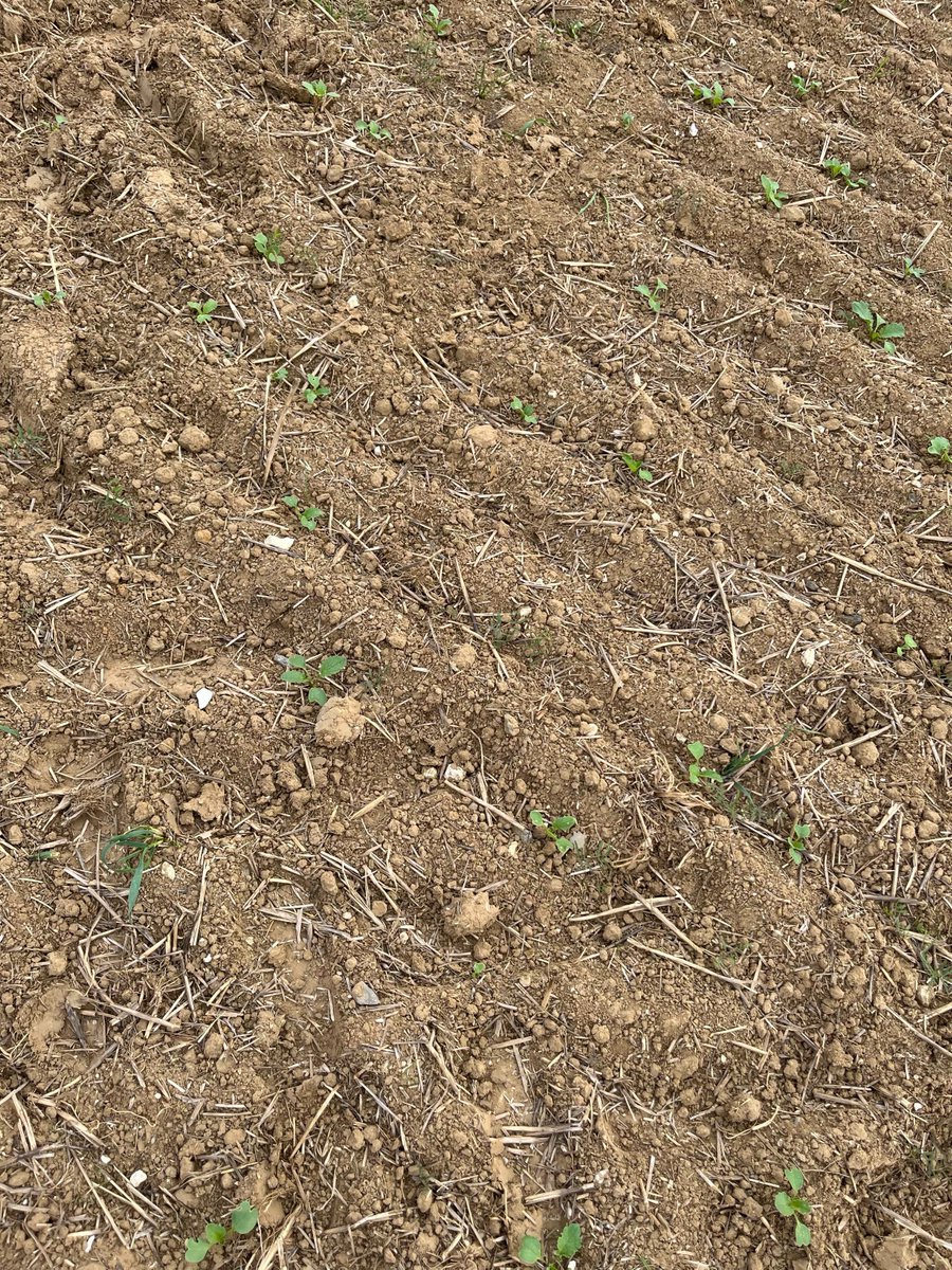 usaa_02's tweet photo. Visite de la préfète de l’Aisne, dans plusieurs exploitations.

- Sécheresse et état des sols
- Betteraves : arrachage difficile, pourritures et parcelles refusées
- Semis de CIPAN compliqués
- Arrachage des pommes de terre
- Colza et préparation de la prochaine campagne https://t.co/OKZKZhANF3