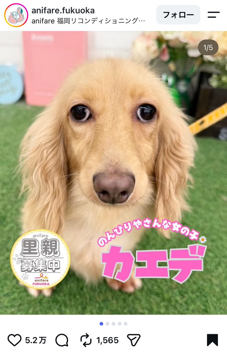 KazeNurui's tweet photo. ここの保護施設と言えば、カエデちゃんが伝説だろう https://t.co/5eGUTe9Niu
