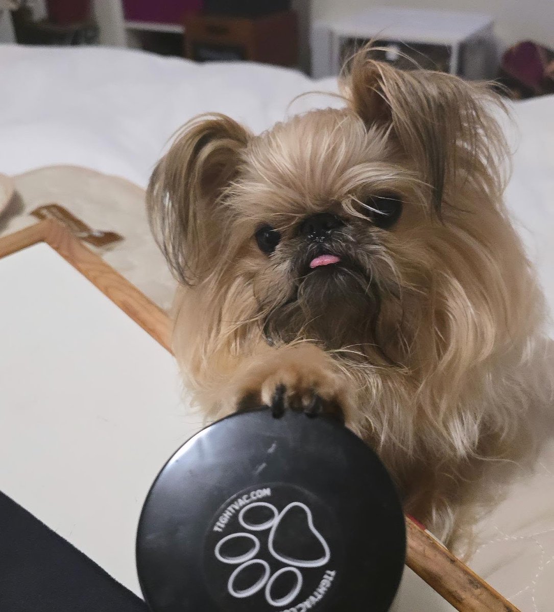StephaniClkxp's tweet photo. One Jaggy a day—cheaper than therapy. https://t.co/lZvajLptE0
