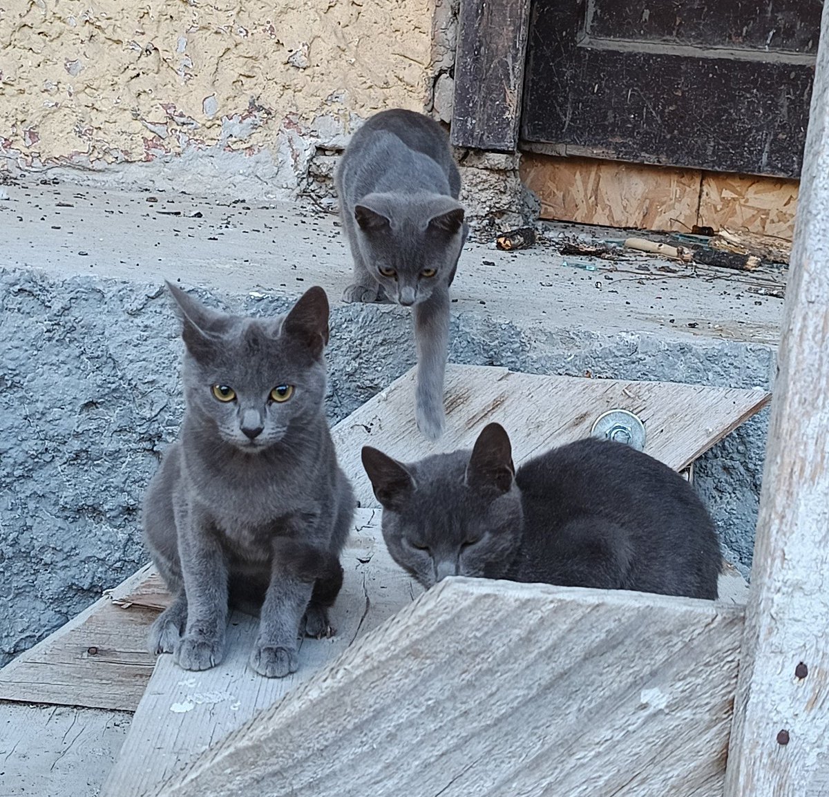 advokatkuce's tweet photo. Ljuuudi!

Ja lepši trio nisam video

Banovo brdo

Molim RT https://t.co/a7VzDGyz4L