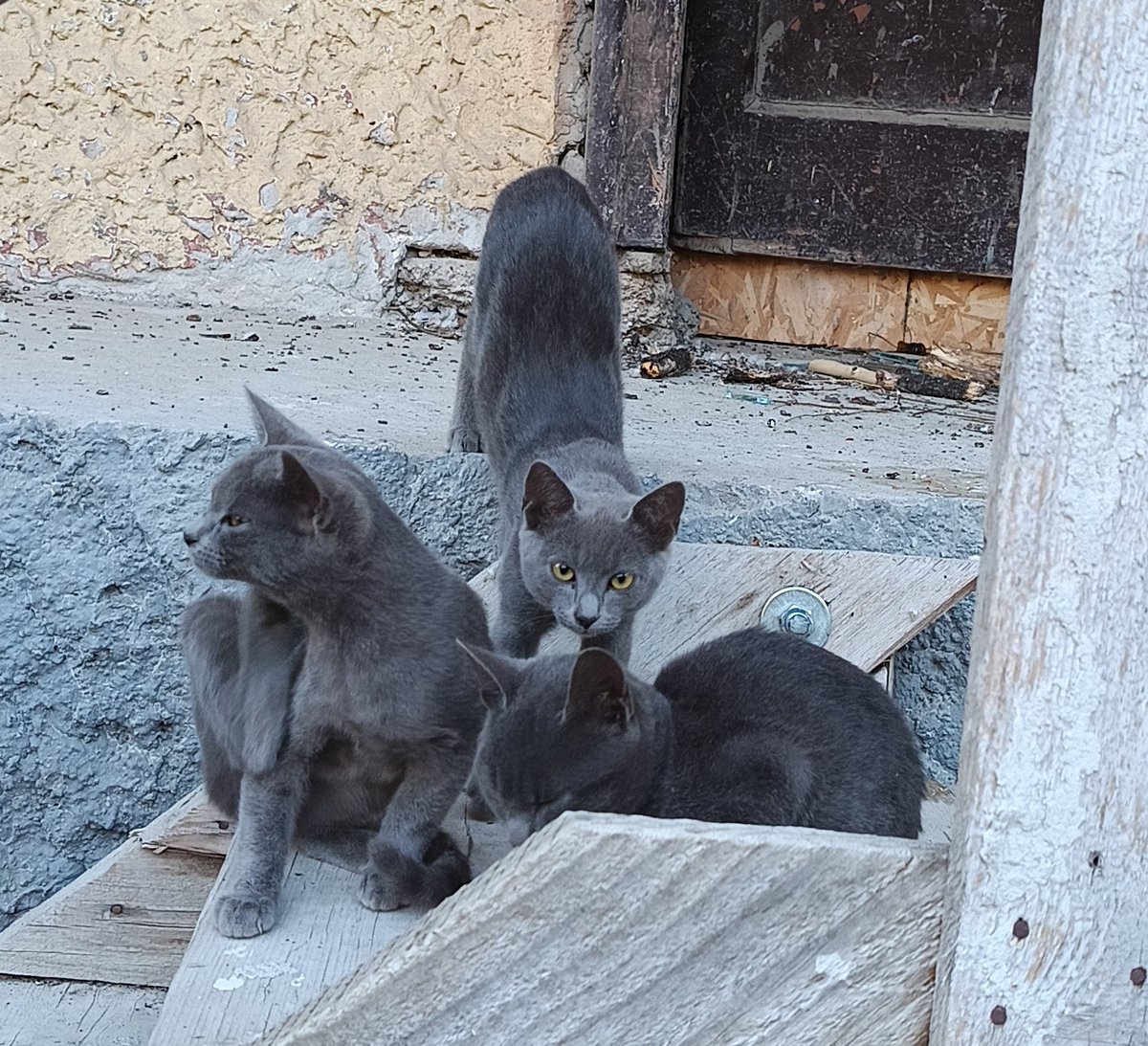 advokatkuce's tweet photo. Ljuuudi!

Ja lepši trio nisam video

Banovo brdo

Molim RT https://t.co/a7VzDGyz4L
