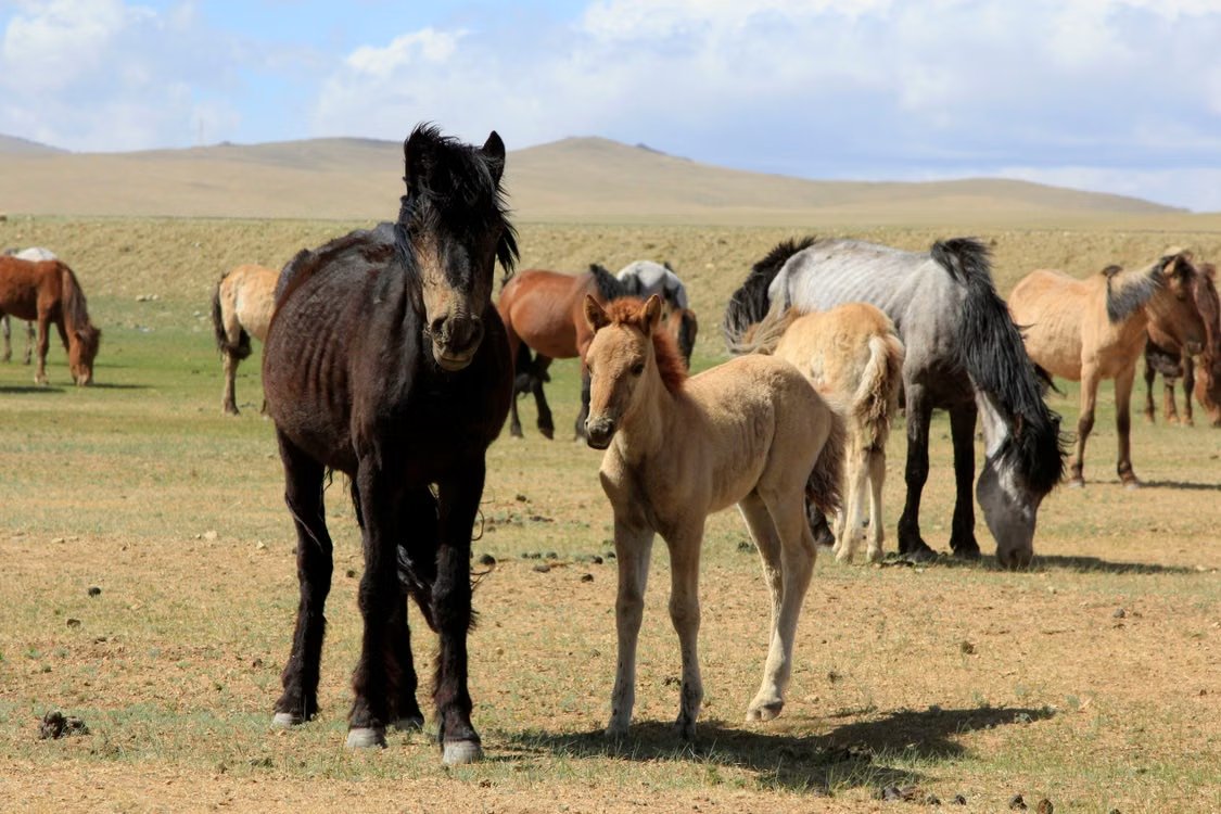 outofofficedaku's tweet photo. #Mongolia now has direct flights from India 

E-Visa can be applied by Indian Passport Holders. Indians are eligible for Mongolia’s K2 tourist e-Visa (up to 30 days) 

1. Link: https://t.co/0hUv6XeXHl
2. Register with adding details + email id 
3. Upload your passport image 
4. Most details will be pre-filled + add the pending details 
5. Upload stay bookings confirmation or tour booking confirmation or if staying with local add confirmation + ID proof of local resident 
6. Add purpose of trip + duration etc 
7. Check details
8.Make visa fee payment
9. Submit the file for processing 
10. Check status of file here: https://t.co/Ky5TSaLGQN

If approved you'll receive electronic authorization on your registered email. 

Alert: Don't use Yahoo or Ymail when registering for your account. 

#DakuVisaUpdates #DakuDIYVisa