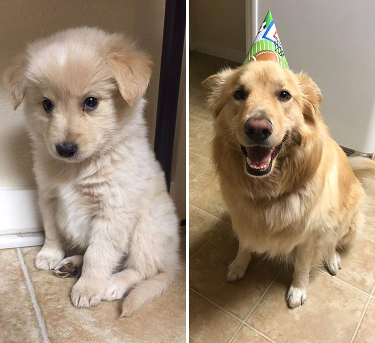 HeideBotoshgyq's tweet photo. [My tiny pup just hit 6 months old! Look how far he’s grown from a wrinkly little furball to this goofy, tall buddy  Love watching every silly, sweet milestone!]， https://t.co/YnFwKbzsVt