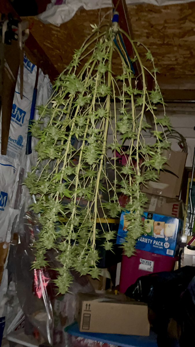 Itsphebeats's tweet photo. @_StonersRUs_ Just harvested this bad boy the other day. 4ft tall Bubba Kush I grew for 6 months. Canโt wait for it to finish hang drying so I can trim the rest of the dead leaves and mason jar it up to cure! ๐ซLooks promising! ๐จ๐พโ๐พ๐ฎโ๐จ๐จ #itsPhe #growyourown #cannabis #garden #gardening #buds https://t.co/f7NokAaGzp