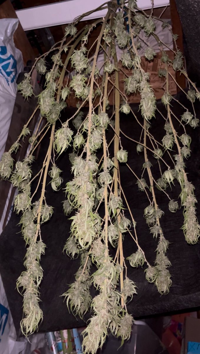 Itsphebeats's tweet photo. @_StonersRUs_ Just harvested this bad boy the other day. 4ft tall Bubba Kush I grew for 6 months. Canโt wait for it to finish hang drying so I can trim the rest of the dead leaves and mason jar it up to cure! ๐ซLooks promising! ๐จ๐พโ๐พ๐ฎโ๐จ๐จ #itsPhe #growyourown #cannabis #garden #gardening #buds https://t.co/f7NokAaGzp