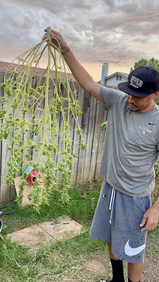 Itsphebeats's tweet photo. @_StonersRUs_ Just harvested this bad boy the other day. 4ft tall Bubba Kush I grew for 6 months. Canโt wait for it to finish hang drying so I can trim the rest of the dead leaves and mason jar it up to cure! ๐ซLooks promising! ๐จ๐พโ๐พ๐ฎโ๐จ๐จ #itsPhe #growyourown #cannabis #garden #gardening #buds https://t.co/f7NokAaGzp