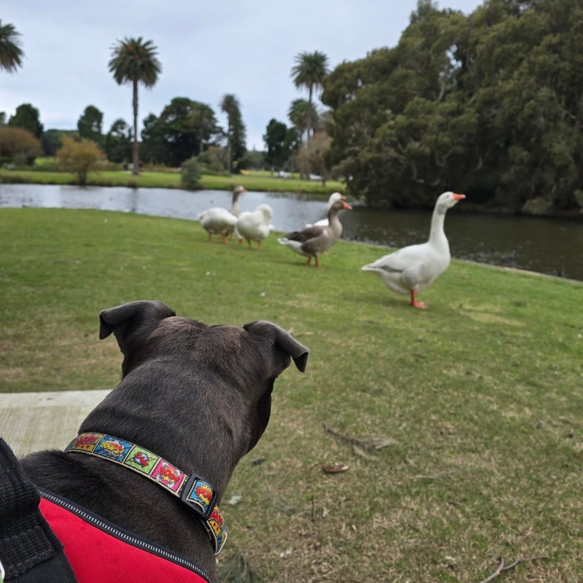 ErleneTrefbk's tweet photo. Saw some geese on my walk today. No idea why they kept hissing at me. https://t.co/Y51guQS6yN