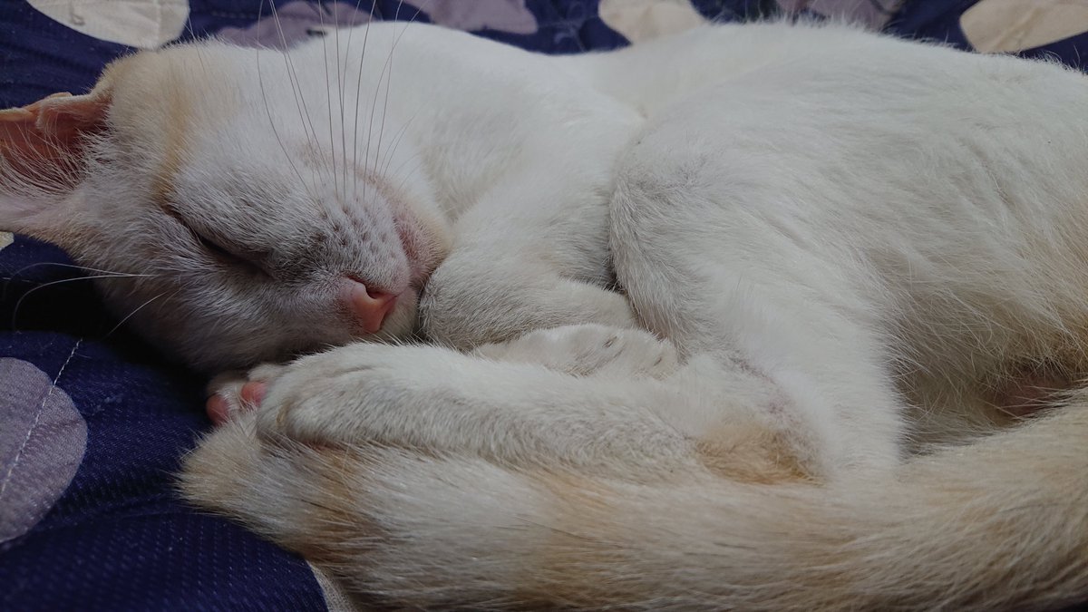 kyokora's tweet photo. 今日の猫 https://t.co/RLpjxNyQ4d