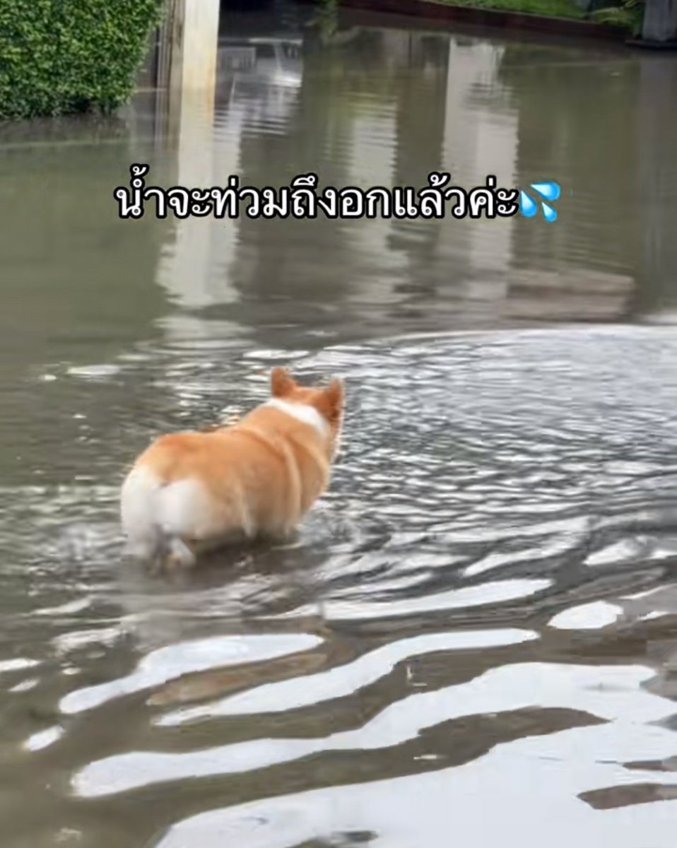 whybuyy's tweet photo. แล้วนี่เจอแต่คอนเทนต์ น้ำท่วมถึงอกกี้ .... https://t.co/Al3A6CzH7H