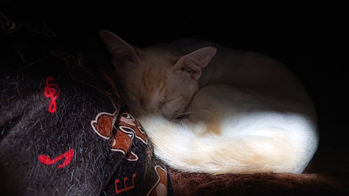 kyokora's tweet photo. 今日の猫 https://t.co/RLpjxNyQ4d