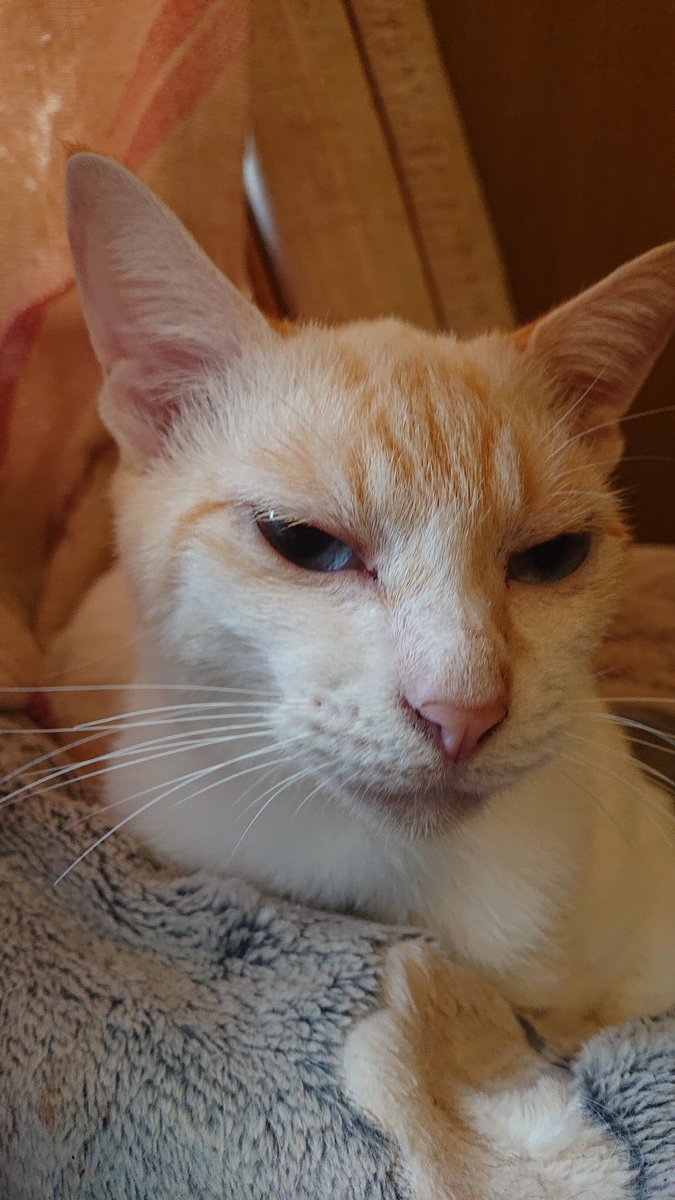 kyokora's tweet photo. 今日の猫 https://t.co/RLpjxNyQ4d