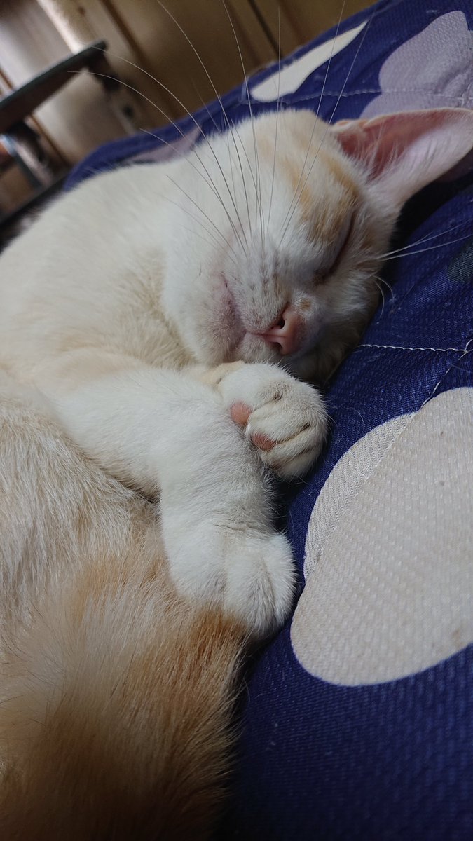 kyokora's tweet photo. 今日の猫 https://t.co/RLpjxNyQ4d