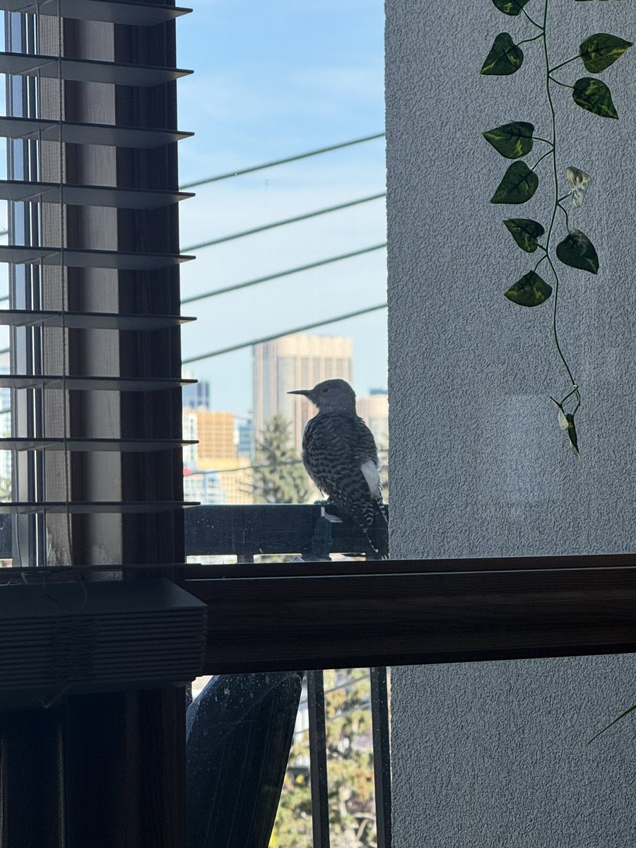 catalystt333's tweet photo. i’m going through (what is hopefully) my last playthrough of silent hill 2 remake for the 100% because i can’t seem to get the maria ending and im going to hurt myself if i don’t get it this time but there was a cool bird outside my balcony https://t.co/lZP1Diqaf4