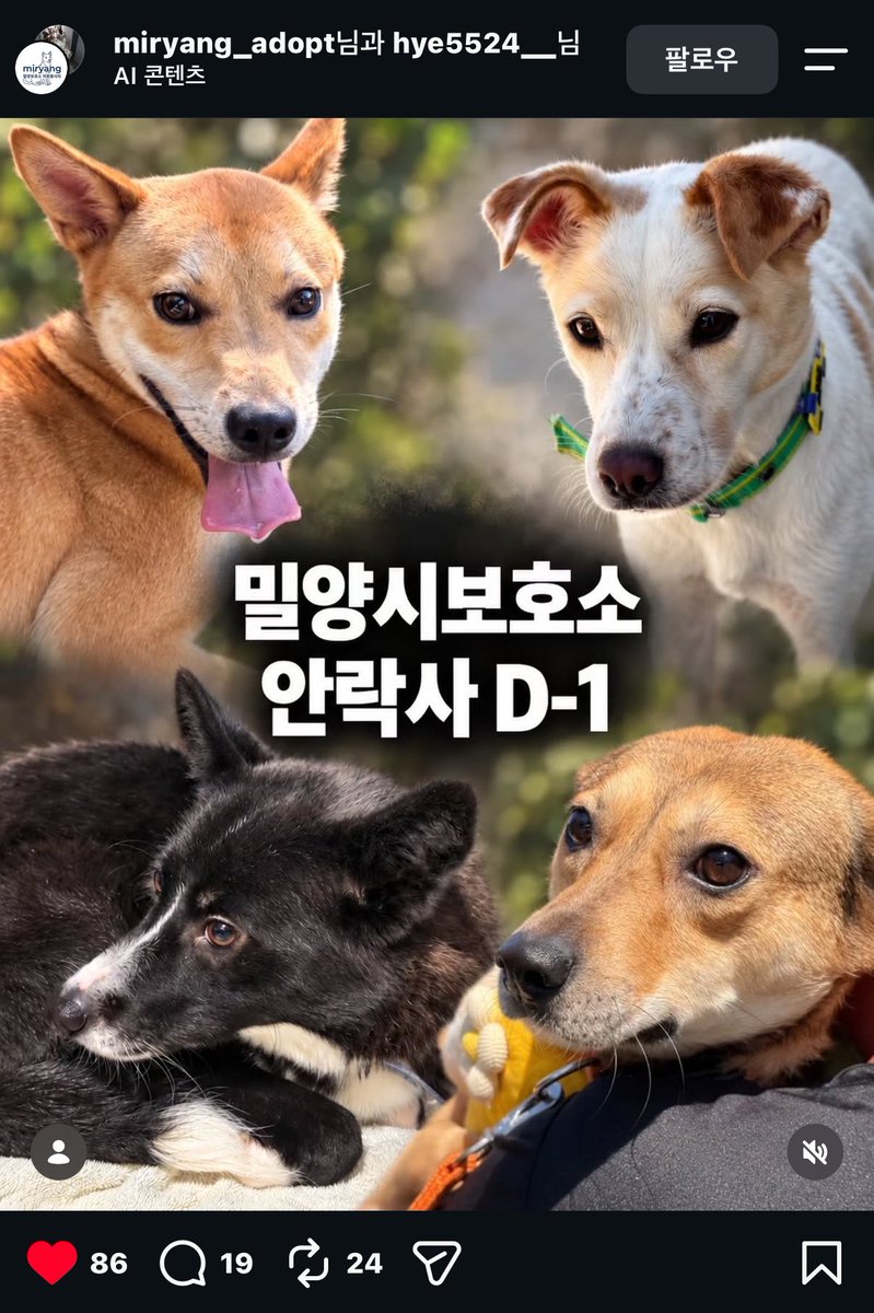 Kimdanbeomchel's tweet photo. 마일로 닮은 공주 보리부터 내 최애 솔찬이랑 순둥이 로이, 애교쟁이 엘사까지 밀양보호소 안락사 하루 남았어요 🥺🥺🥺🥺🥹 https://t.co/QwfXPwq91A