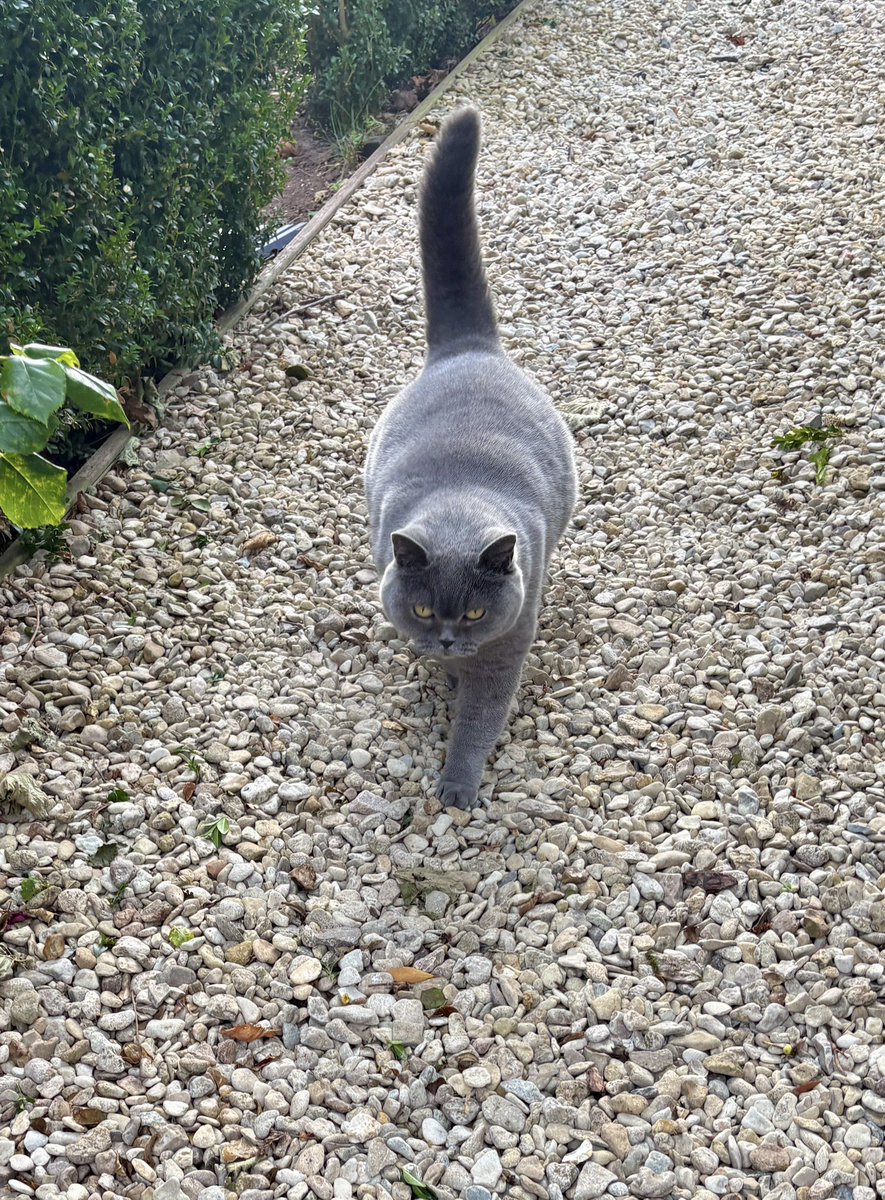 DottySeaCat's tweet photo. Always walk as if you know where you are going! #TailupTuesday ๐น๐พ๐ฉถ https://t.co/5eP5n1f7oo