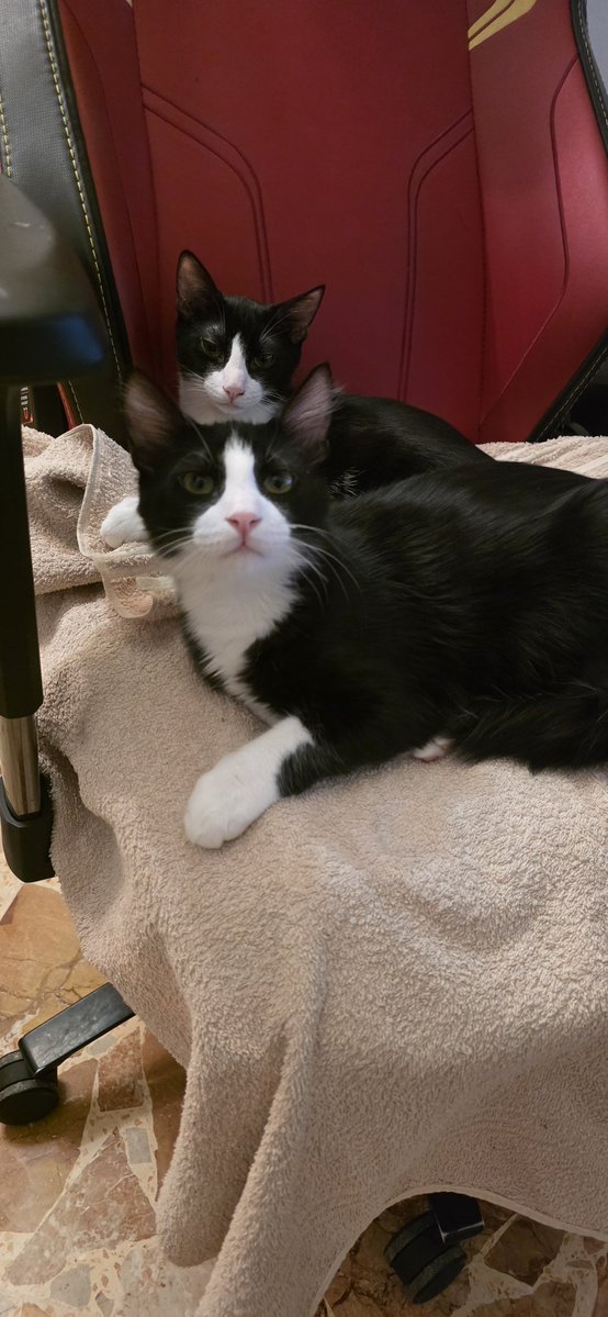 LucaRossi080's tweet photo. Thor e Loki ❤️❤️❤️ #cats #CatsAndPeace #gatti https://t.co/84sJoE58t1