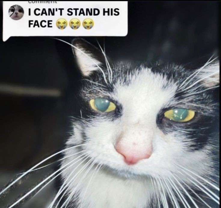 addcitive's tweet photo. I feel like this cat on a daily basis https://t.co/ttW8gk62Ti
