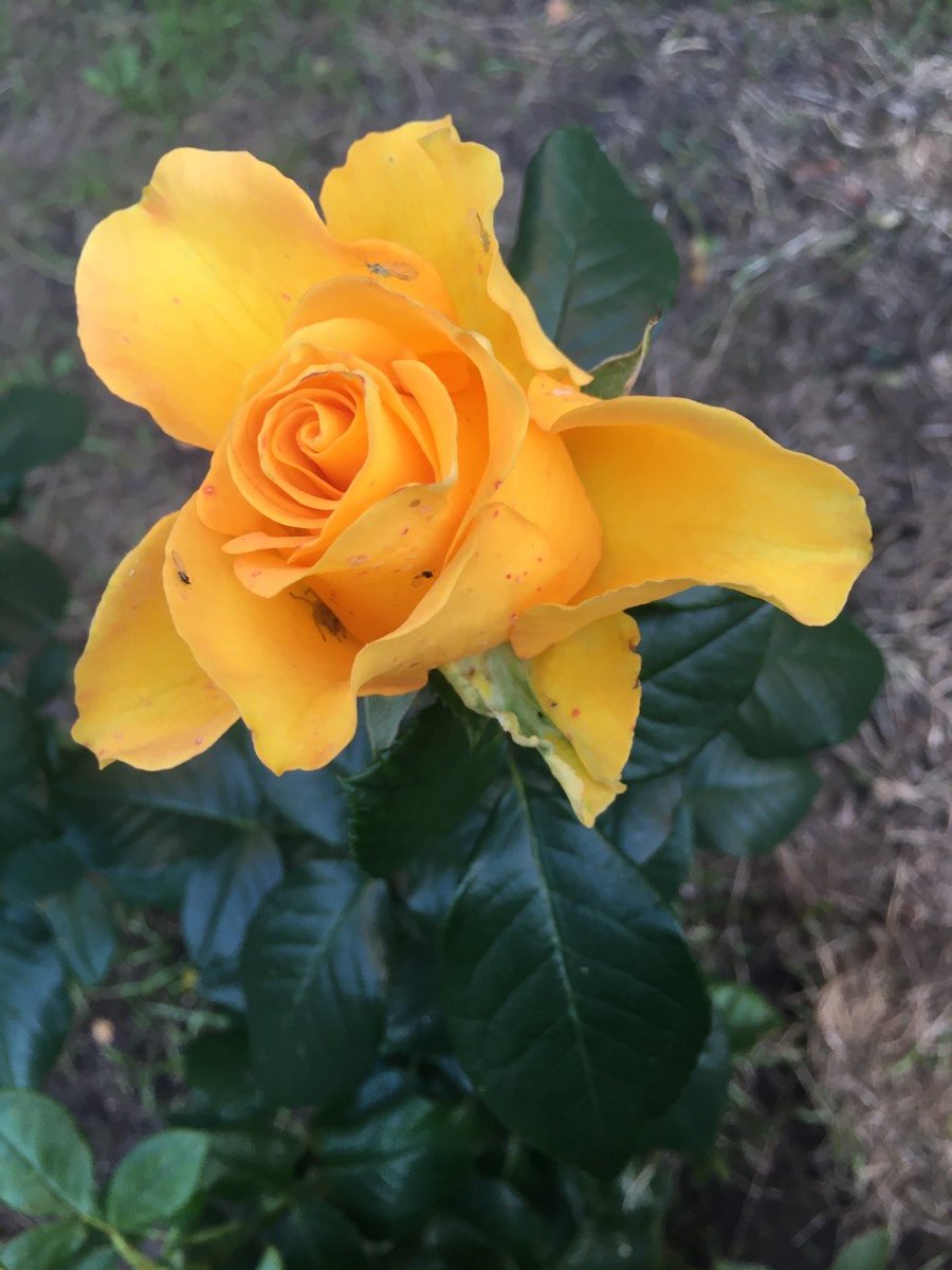 vas776834's tweet photo. Have a lovely and  productive Tuesday! Monday is behind us,the week has settled into its rhythm, and may this day  be easy,bright and joyful.I wish you brilliant  ideas,excellent results and a cosy evening ahead. Smile at  this day! 🙃 https://t.co/hoo77YQvBu