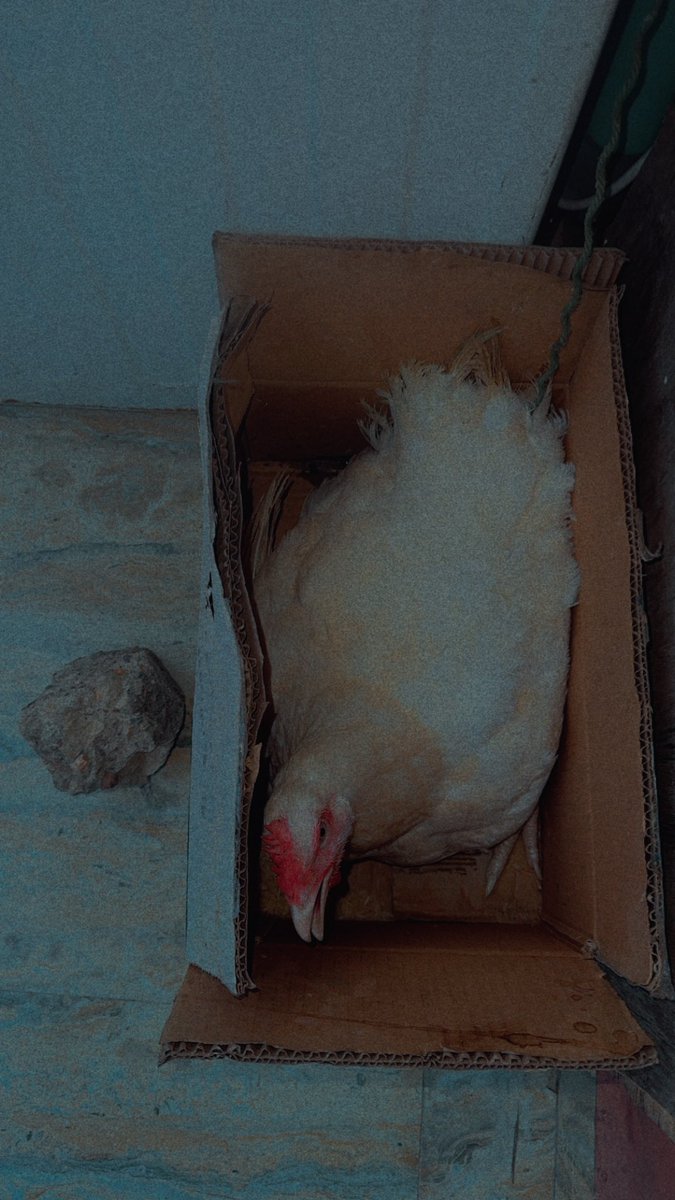 Aunty_Akanke's tweet photo. My hobby brought home live chicken few days ago with the hope that he will have it cleaned up the next day . I have told him I want to keep it as pet😭🤣.

Na every morning I go Dey check on Nimota🌚

I think I need to do cage 😁 https://t.co/NDBnoa5s9t