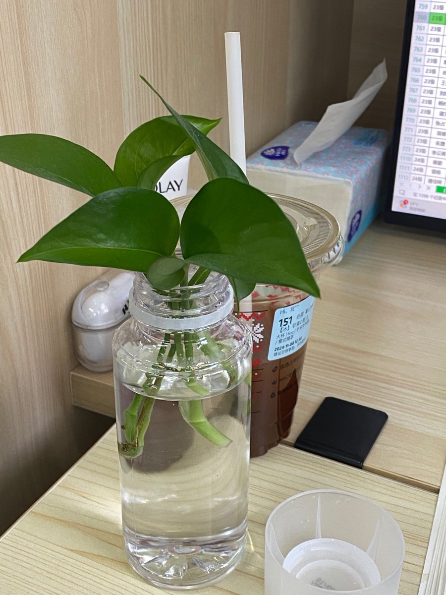 juliaanna693310's tweet photo. Today at work, my desk plant staged a "rebellion" – it toppled over to block my laptop until I poured it a tiny bit of extra water. Turned out it was just thirsty, not a mastermind of office protests. https://t.co/PqjOweiF7Z