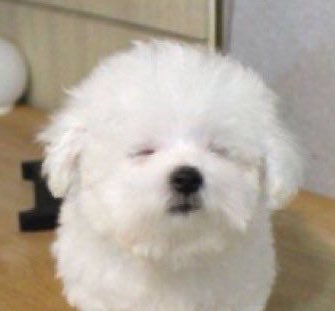 todayismyrjaa's tweet photo. มอลทีส ໒꒰ >𓏏< ꒱১ 。。。 https://t.co/UfQoPCT9I0