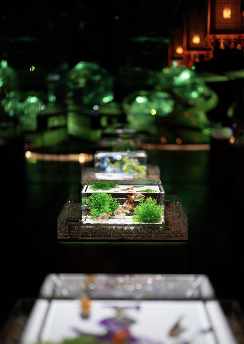 AYDESIGN_'s tweet photo. 「アートアクアリウム美術館 GINZA」

水面に揺らぐ光と、静寂に響く音楽。
伝統と現代アートが融合する、大人のためのミュージアム。

銀座三越で開催されている夏の特別企画「夏のアートアクアリウム2026-金魚と巡る、日本の夏ー」は、2026年9月30日（水）まで開催されています。

#アートアクアリウム美術館GINZA

 https://t.co/6jjk19Hecv