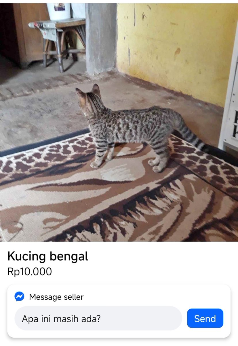 mausamacamu's tweet photo. scroll marketplace fesbuk malah nemu kocheng cuma ceban 😭 https://t.co/ZCuFWJUjWc