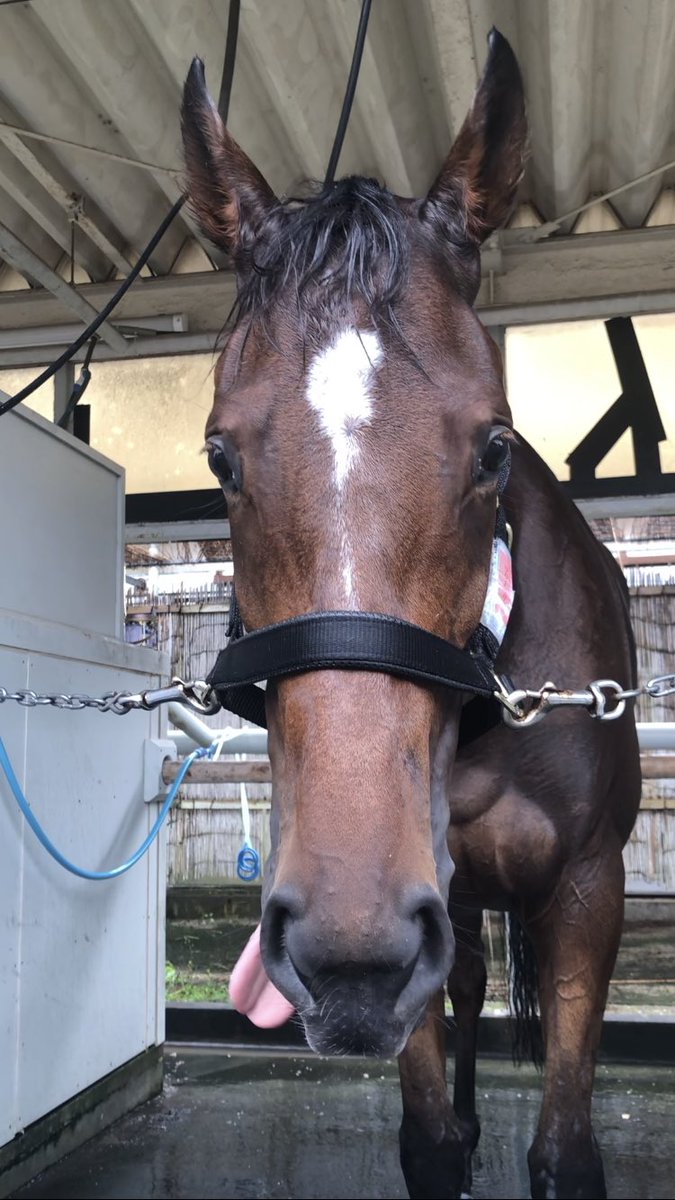 asari_stable's tweet photo. 今週デビューする予定の #リリーリリー です⭐️
入厩当初は初めての環境に警戒するところもありましたが、少しずつ慣れてきて左右に下ペロをする特技を見せてくれます😋
調教も順調に進められることができており、準備も整っています！

応援よろしくお願いいたします！

#浅利厩舎
#浅利英明厩舎 https://t.co/rbtSM0EkG5