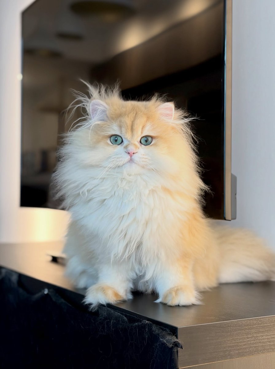 CatMoodDaily's tweet photo. https://t.co/fdksrfzt2e
